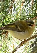 Common Firecrest