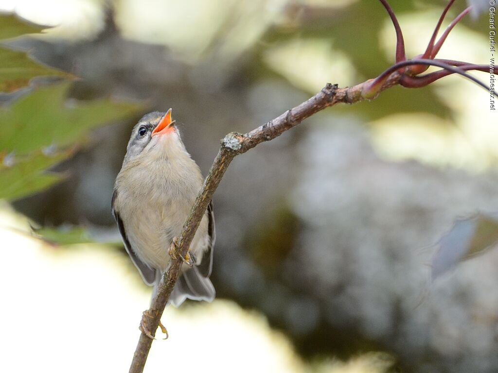 Common Firecrestjuvenile