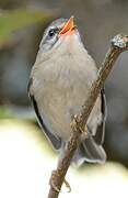 Common Firecrest