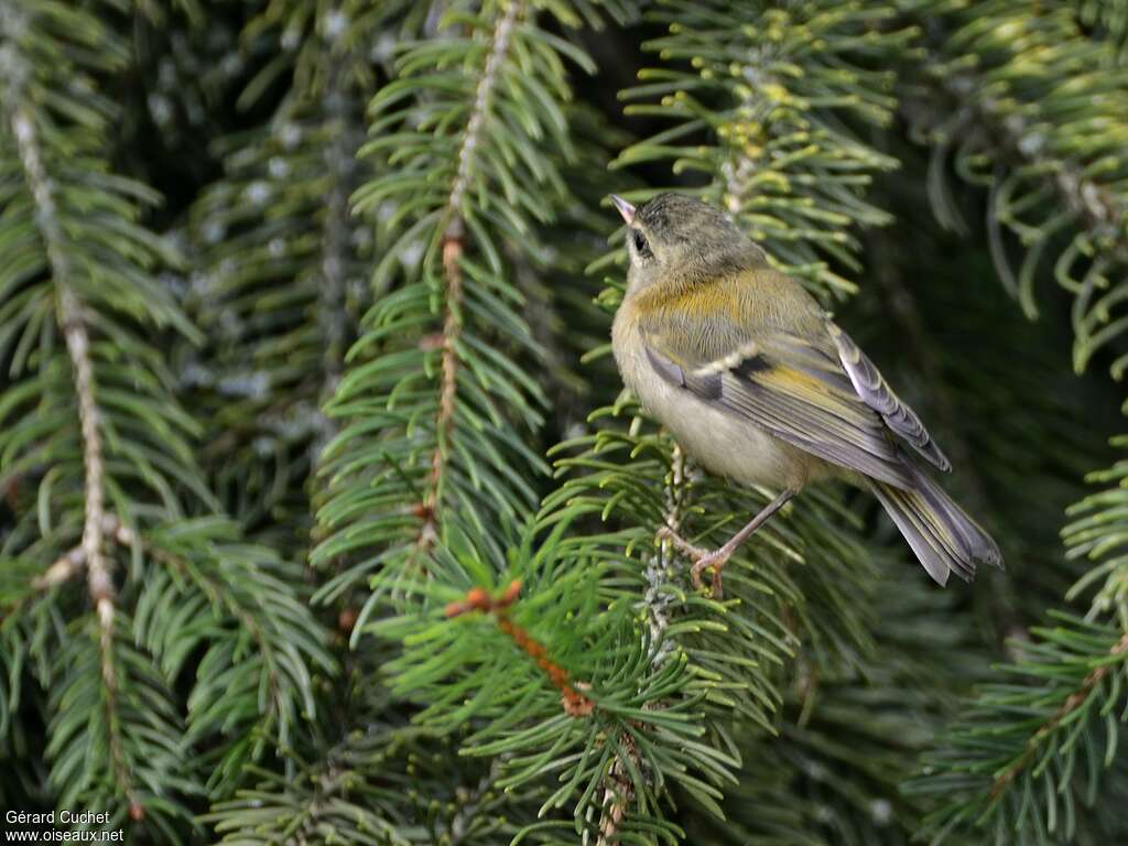 Common Firecrestjuvenile, habitat, pigmentation