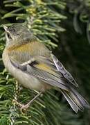 Common Firecrest