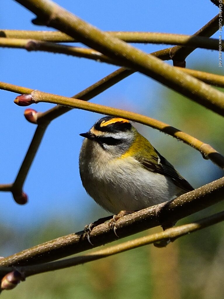 Common Firecrest