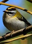 Common Firecrest