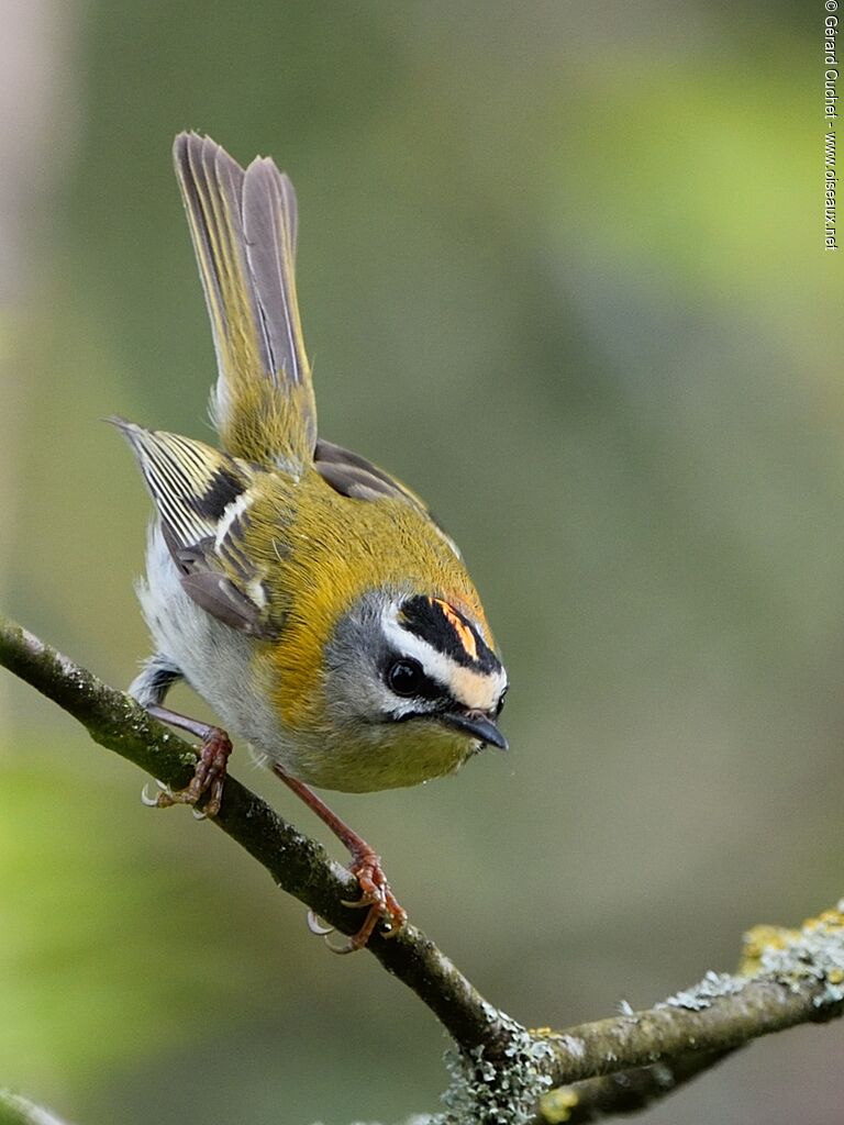 Common Firecrest