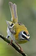 Common Firecrest