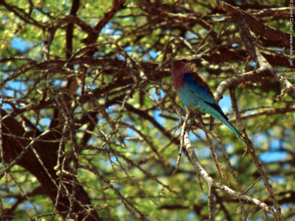 Lilac-breasted Roller