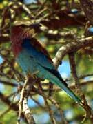 Lilac-breasted Roller