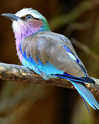 Lilac-breasted Roller