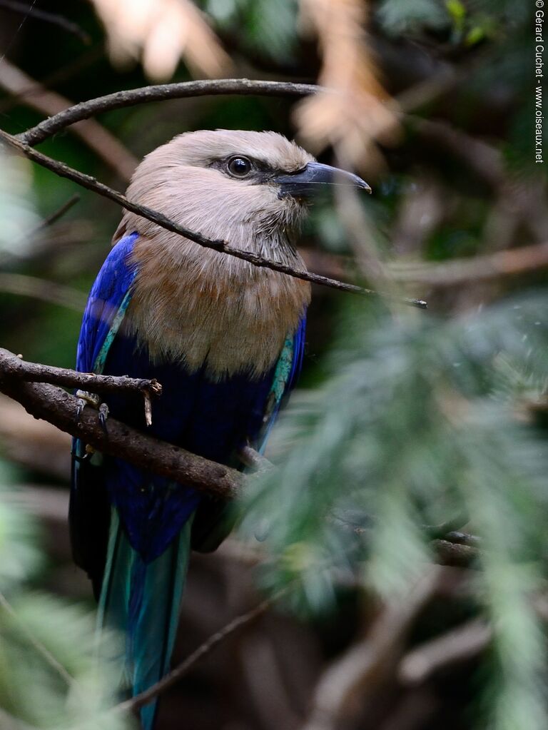 Rollier à ventre bleu