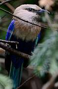 Blue-bellied Roller