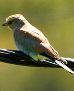 European Roller