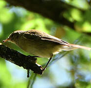 Common Nightingale