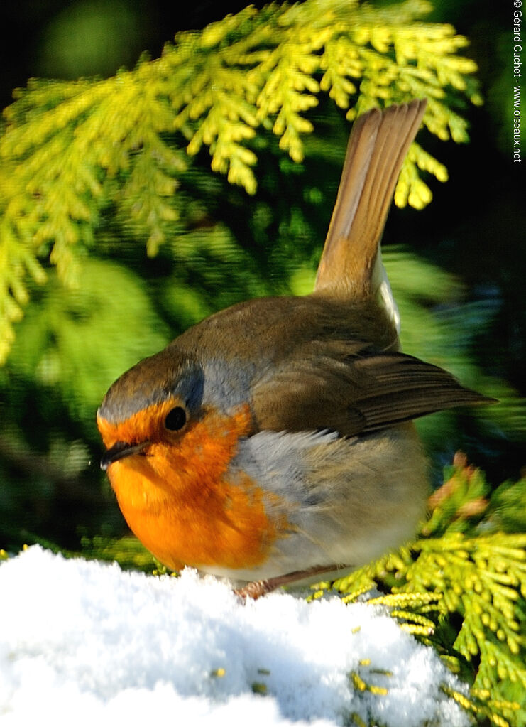 European Robin