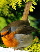 European Robin