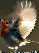 European Robin