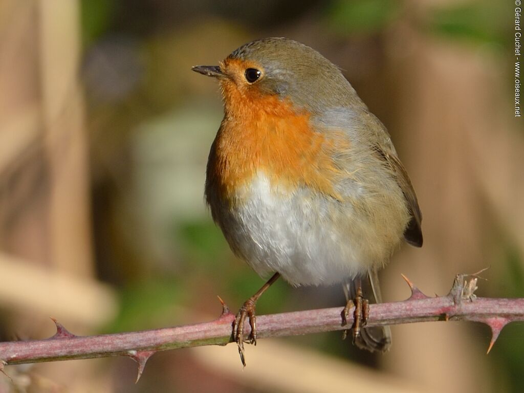 European Robin