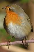 European Robin