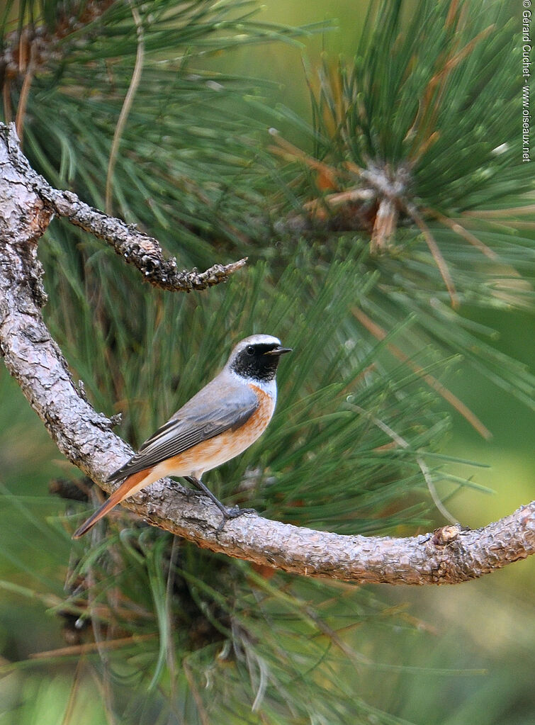 Common Redstart male adult, identification