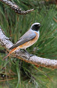 Common Redstart