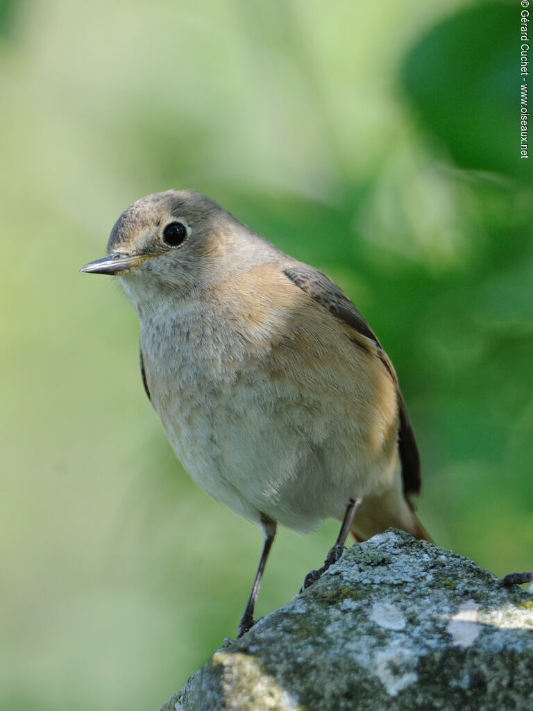 Common Redstart