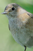 Common Redstart