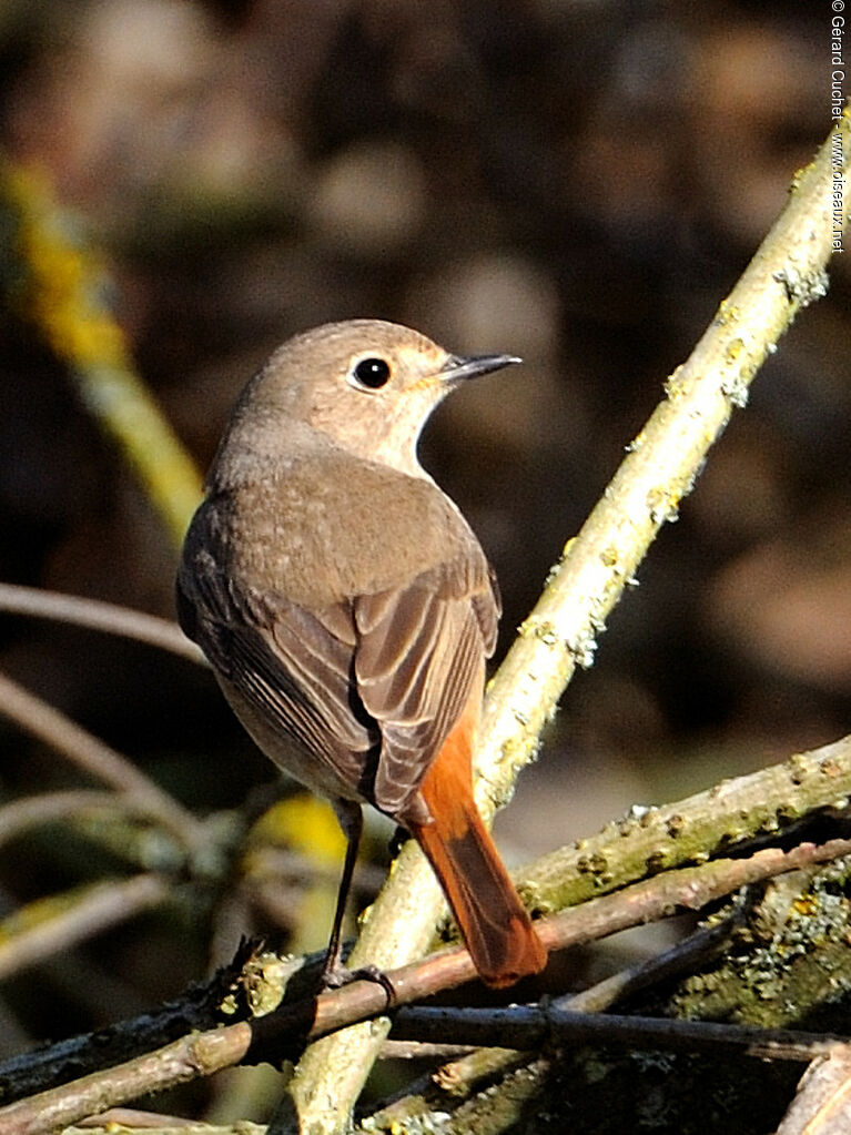 Common Redstart