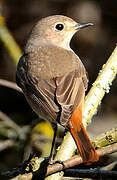 Common Redstart