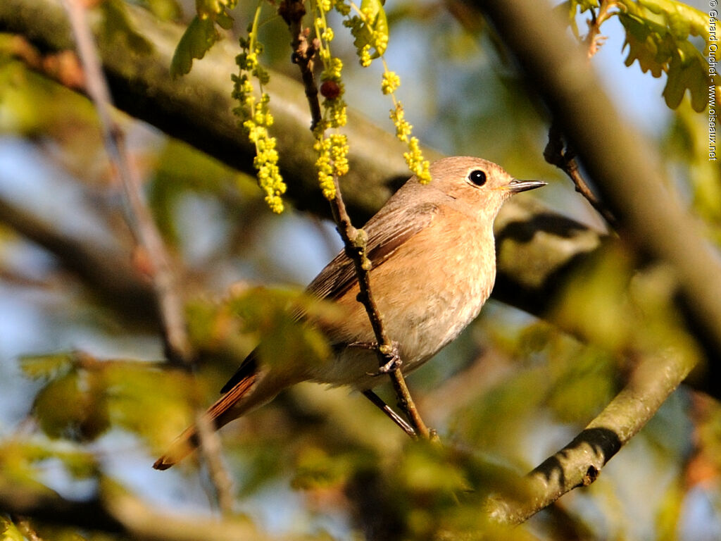 Common Redstart