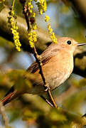 Common Redstart