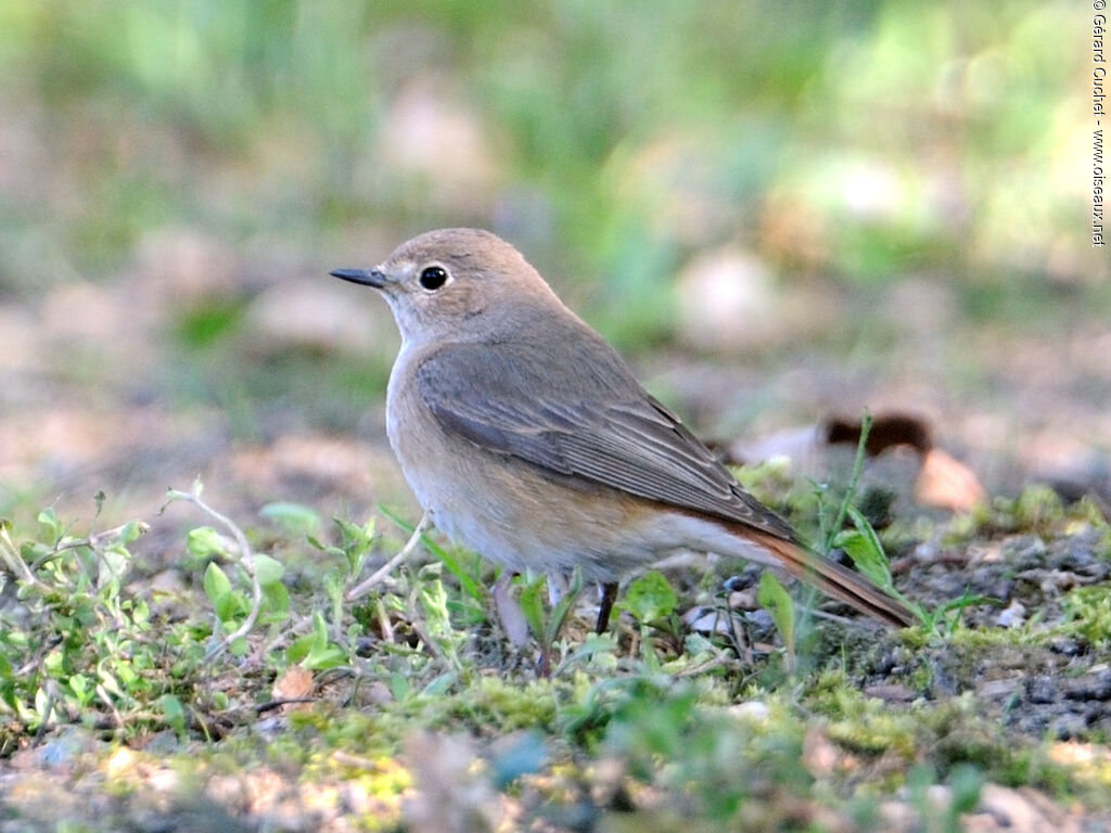 Common Redstart