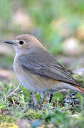 Common Redstart