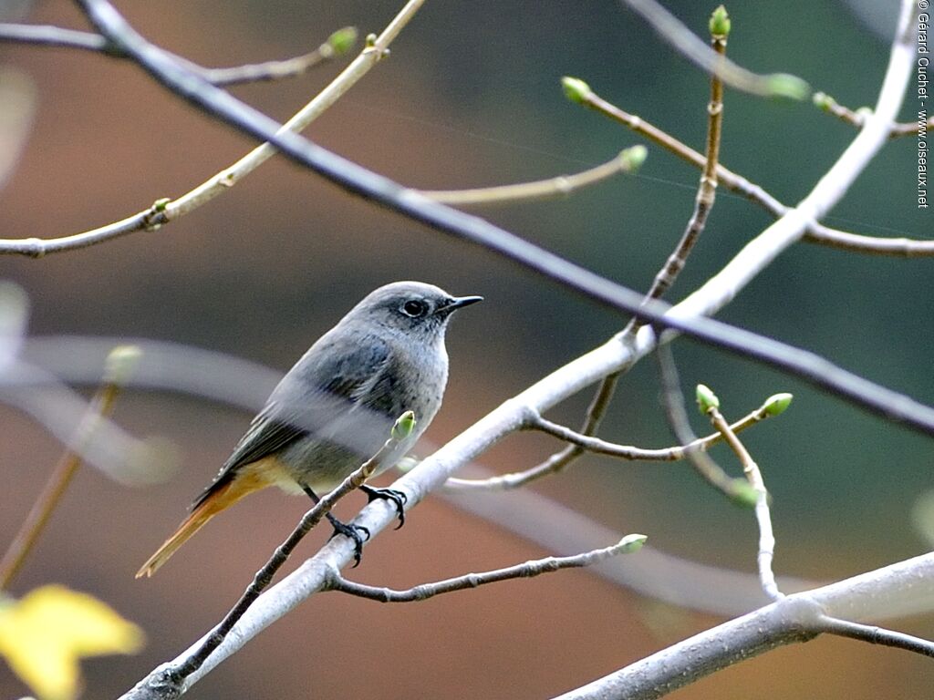 Black Redstart