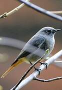 Black Redstart