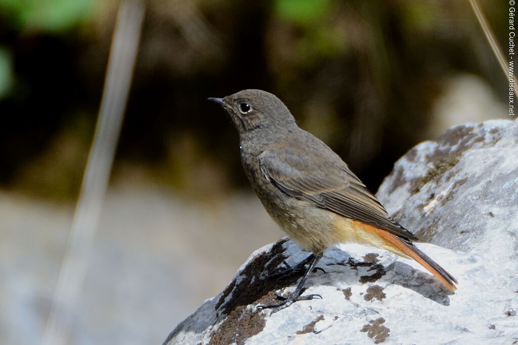 Black Redstart