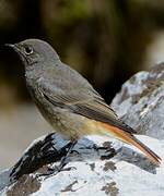 Black Redstart