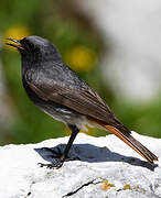 Black Redstart