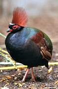 Crested Partridge