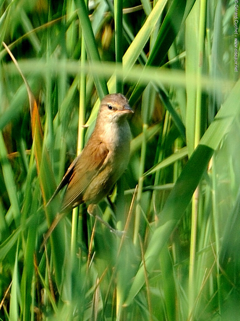 Common Reed Warbler