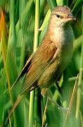 Eurasian Reed Warbler