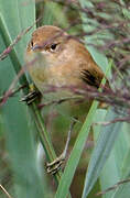 Eurasian Reed Warbler