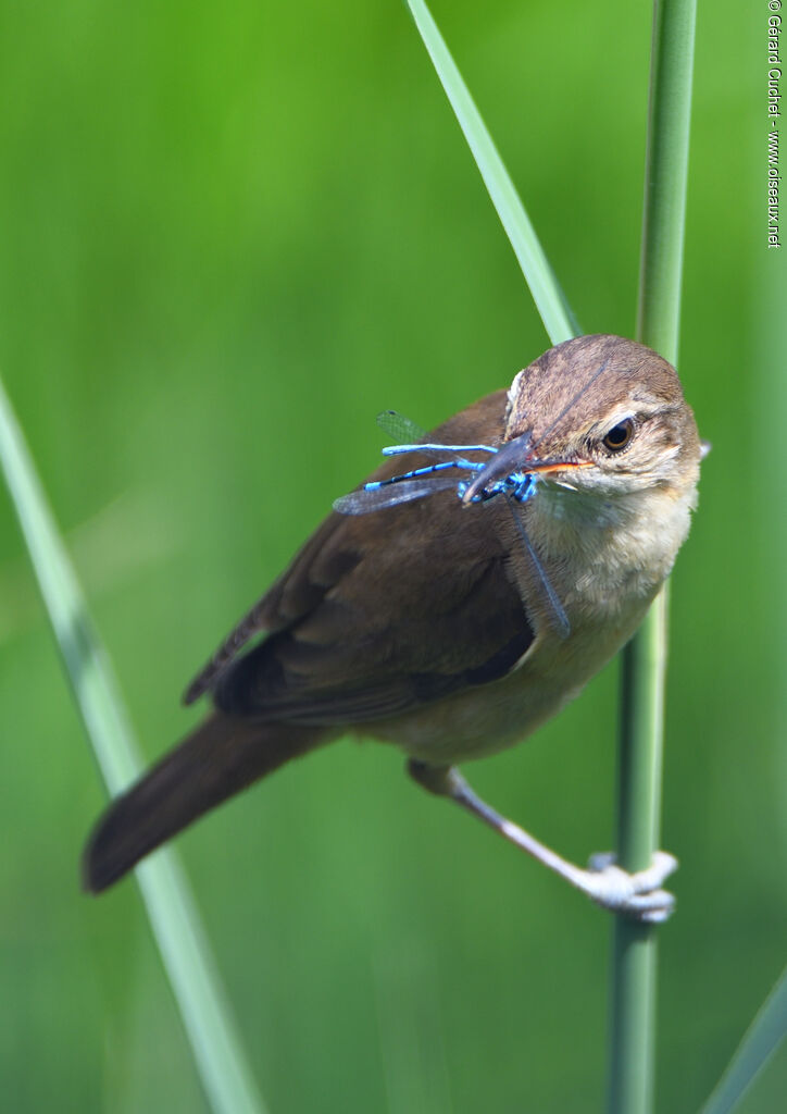 Eurasian Reed Warbler, close-up portrait, feeding habits