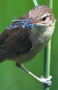 Common Reed Warbler