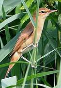 Great Reed Warbler