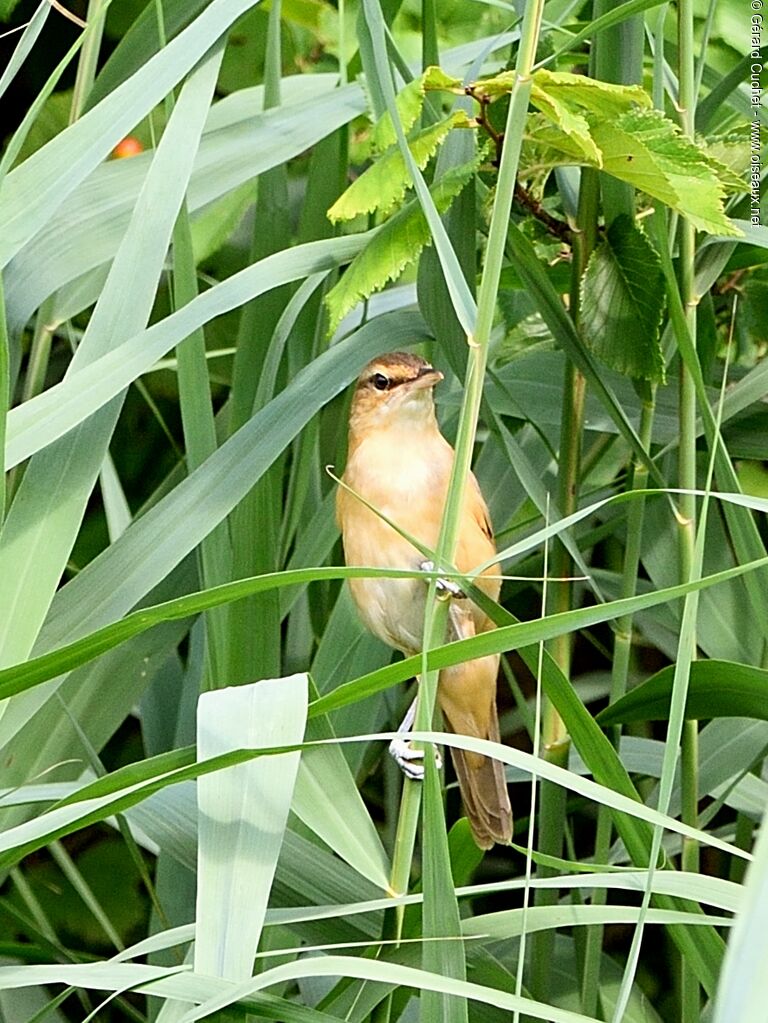 Great Reed Warbler