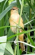 Great Reed Warbler