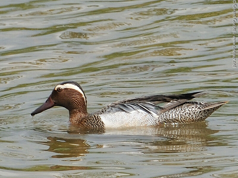 Garganey male