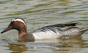 Garganey