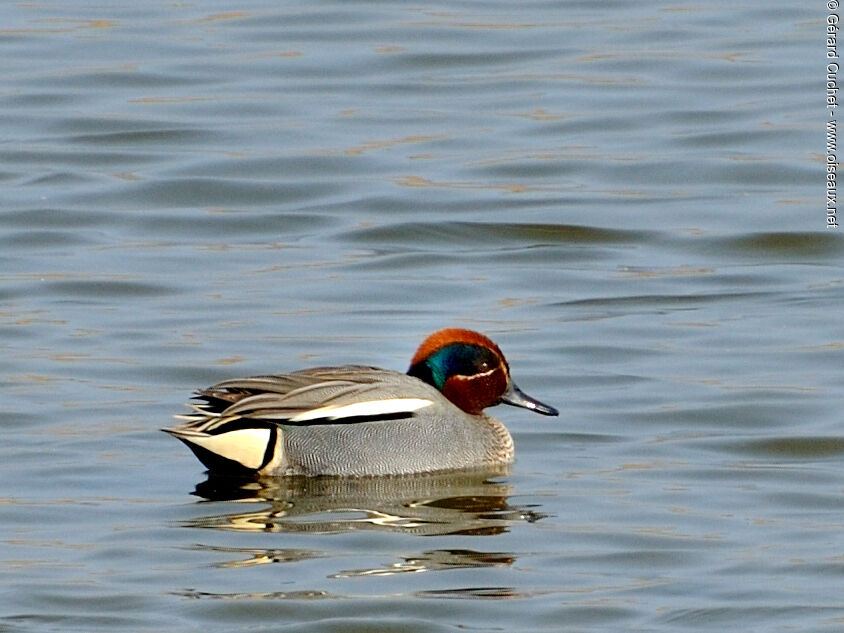 Eurasian Teal