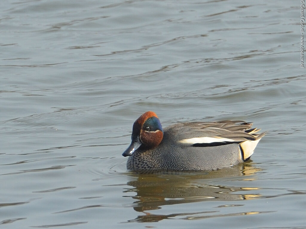 Eurasian Teal