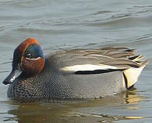 Eurasian Teal